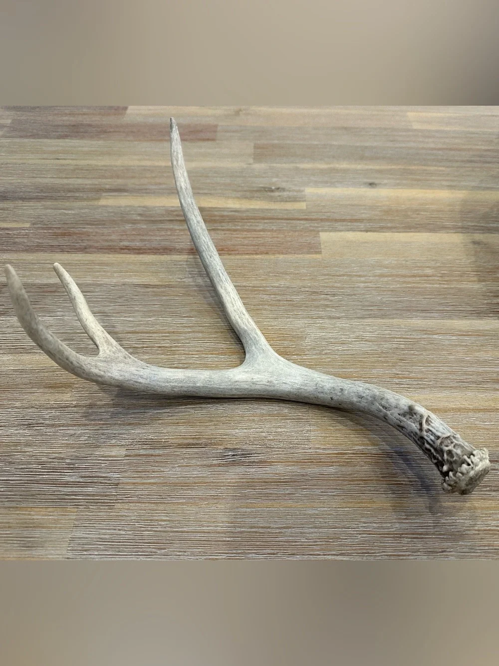 Natural Jackson Hole Deer Shed Antler – 12 Inch Hard White Deer Horn Accent⁠